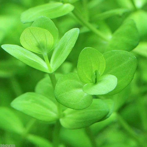 Lindernia rotundifolia