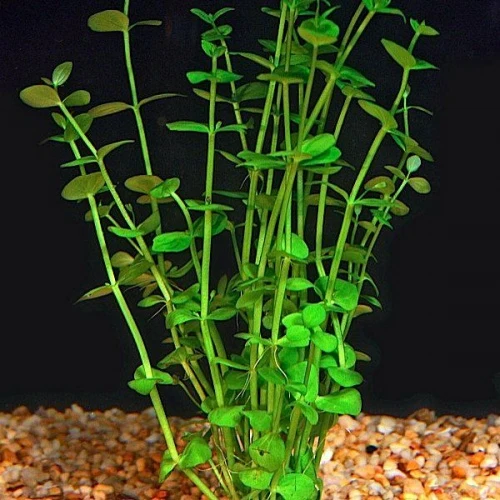 Lindernia rotundifolia