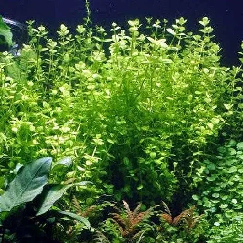 Lindernia rotundifolia